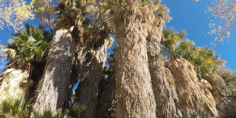 Cottonwood Springs Oasis