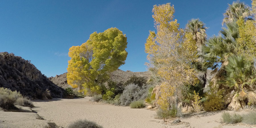 Golden cottonwood leaves