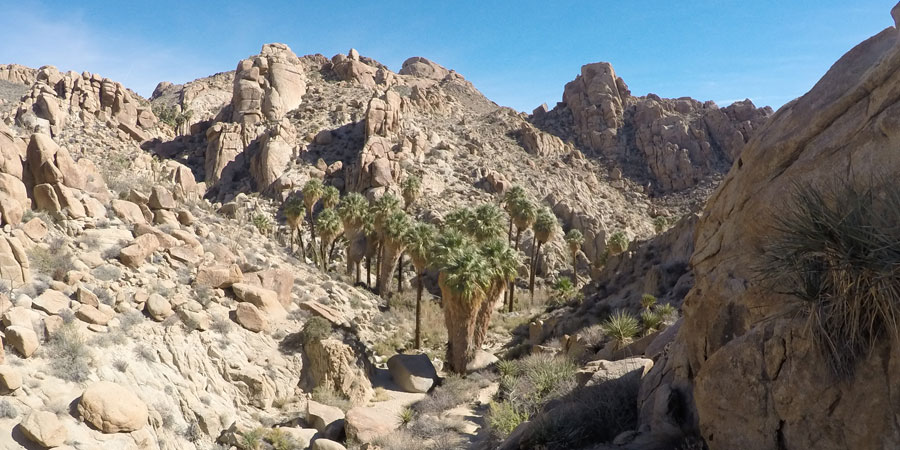 Lost Palms Oasis overlook