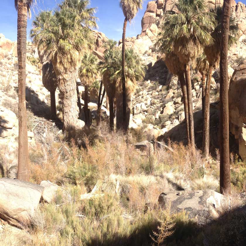 Hike Lost Palms Oasis Trail