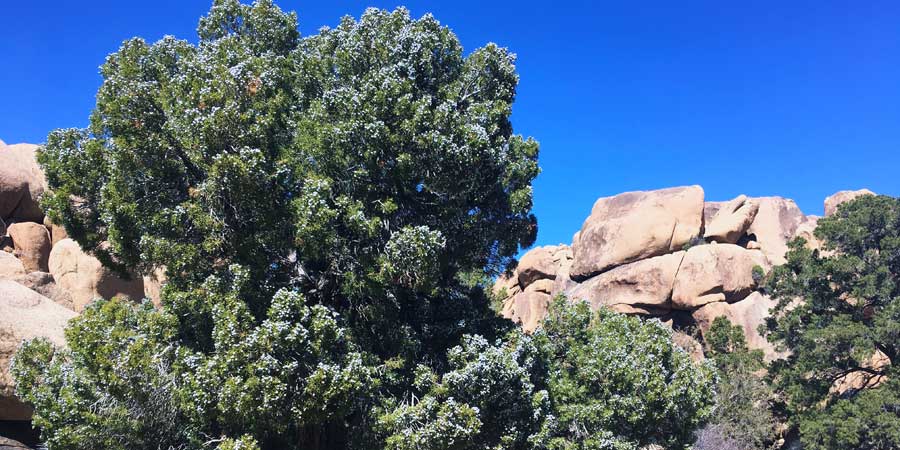 Juniper thick with berries