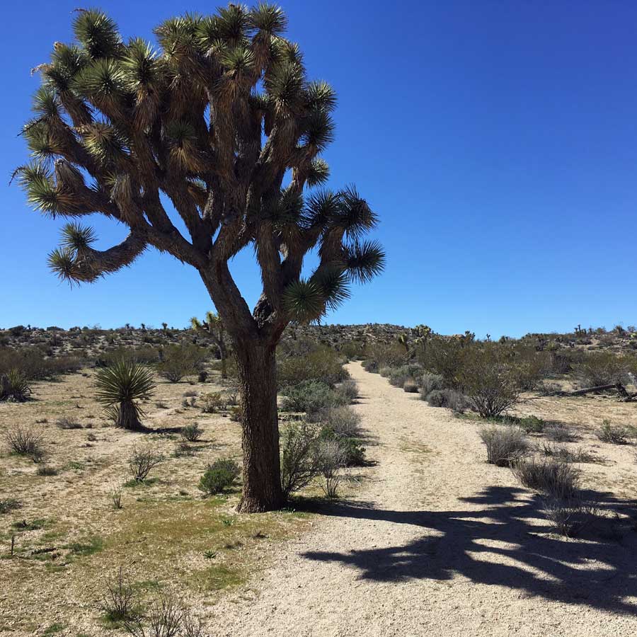Joshua Tree casting shadows