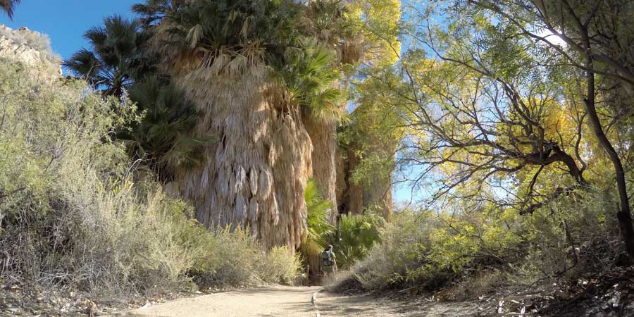 Cottonwood Springs Oasis