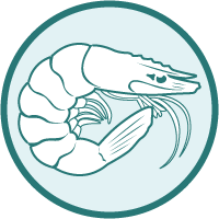 Shrimp Icon