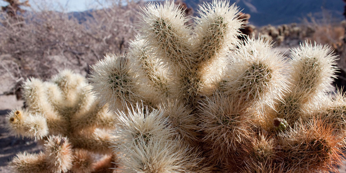 Cholla Cactus Garden