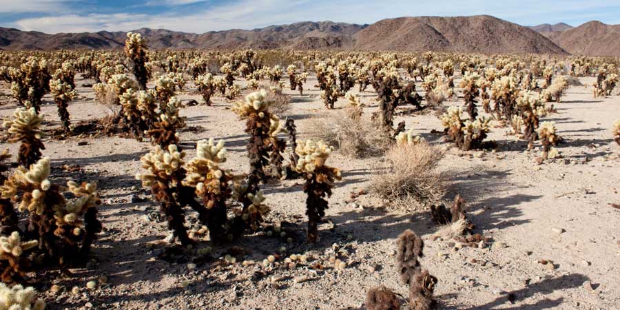 The Cholla Cactus Garden