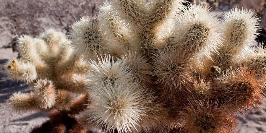 Teddy Bear Cholla