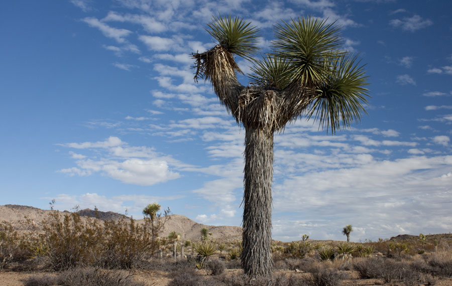 Lone Joshua Tree