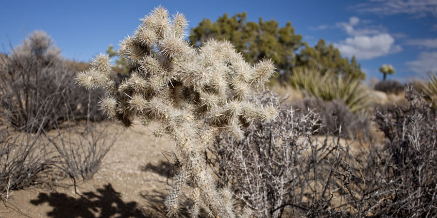 Silver Cholla