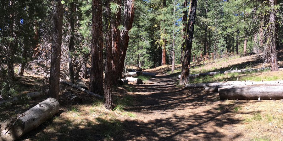 Ponderosa Pine on the trail to Cinder Cone